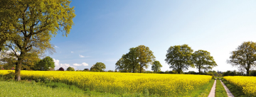 Rapsfeld mit Baum und Weg